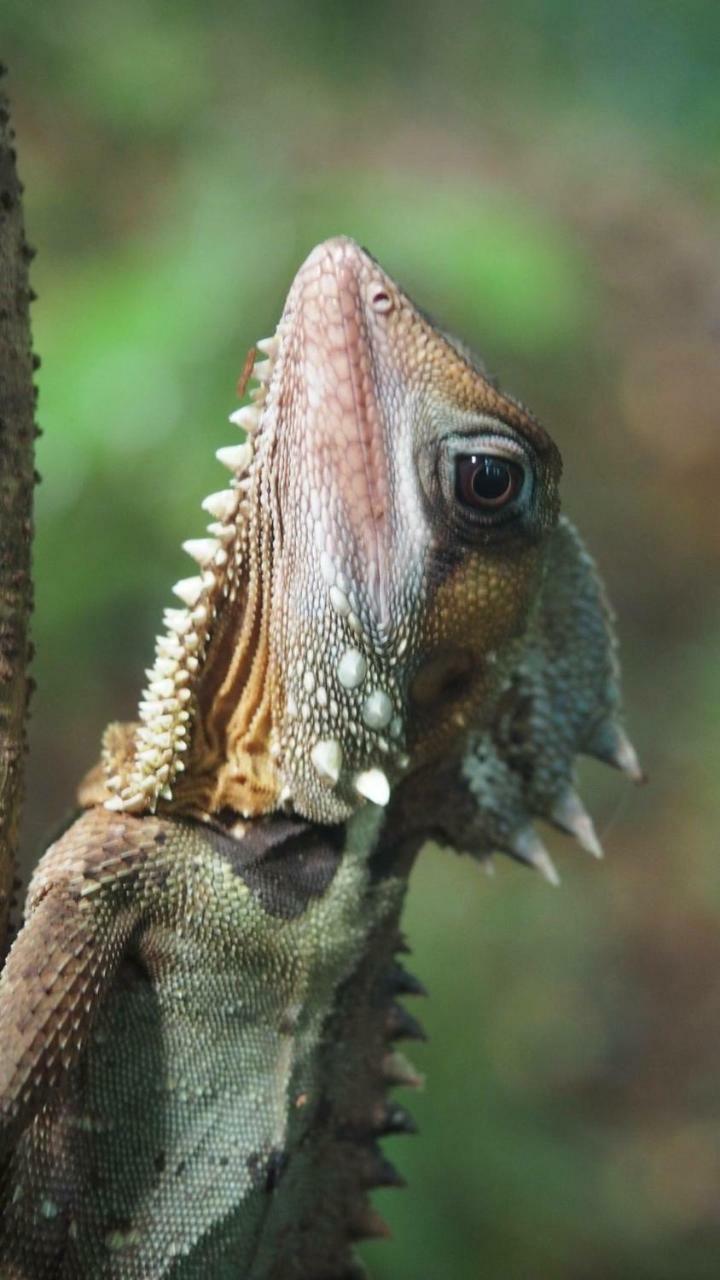 Вилла Daintree Crocodylus Cow Bay Экстерьер фото